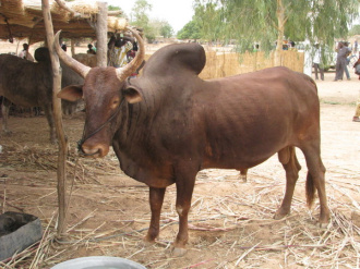 01 Foire Agro Pastorale